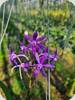 Vanda Charm Blue Star